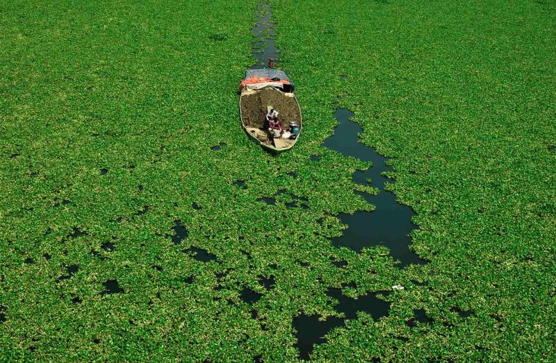 Water Hyacinth — photograph by Ajmain Fayek