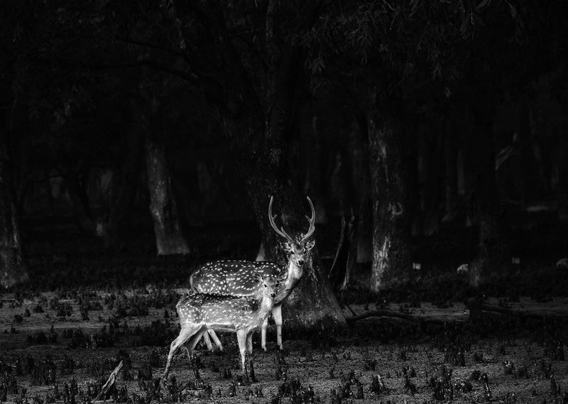 Deer in a forest — photograph by Ajmain Fayek